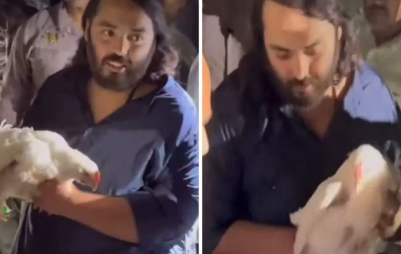 Flock of poultry chickens rescued by Anant Ambani